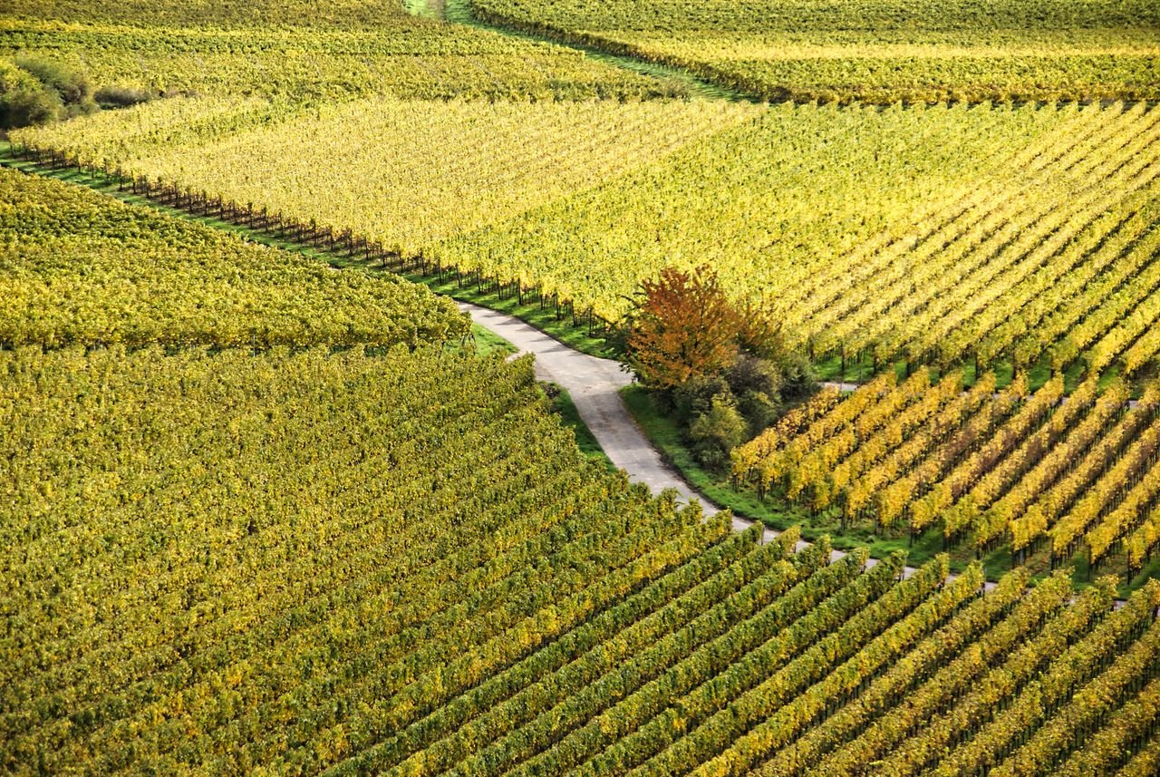 High angle view of colorful vineyards in autumn, featuring a winding rural road.